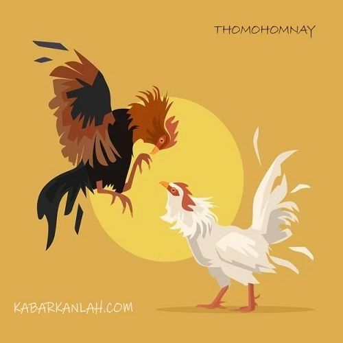 thomohomnaykabar